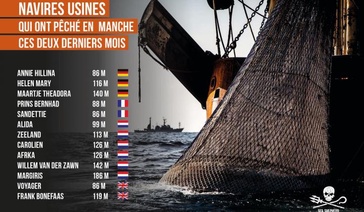 Nederlandse diepvriesschepen actief in de Noordzee